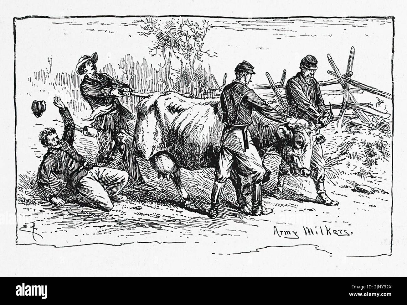 Army Milkers. Union Army soldiers milking a cow. 19th century American Civil War illustration by Edwin Forbes Stock Photo
