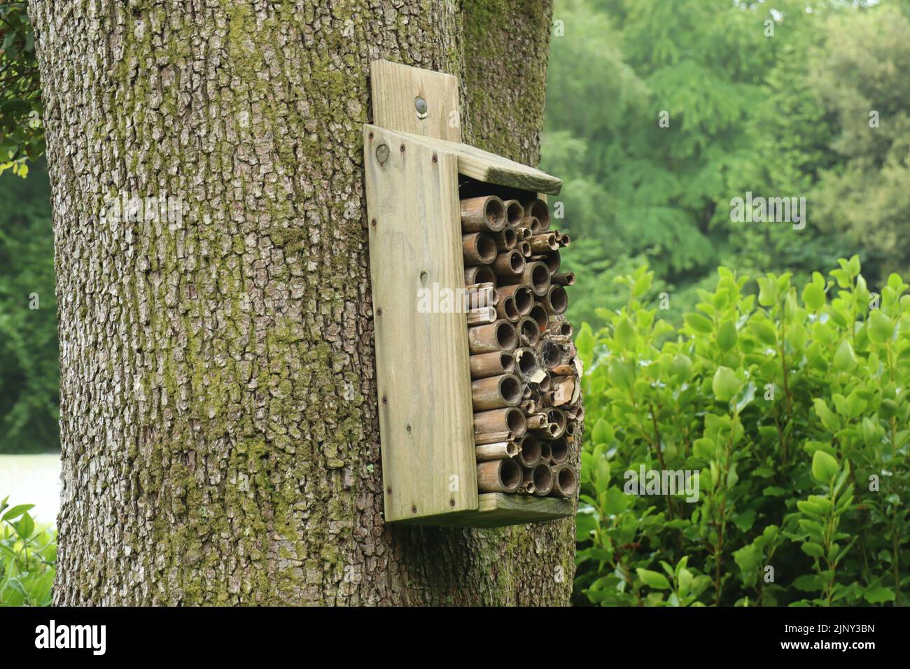 A insect hotel made from old wood and cut bamboo hanging from a tree in