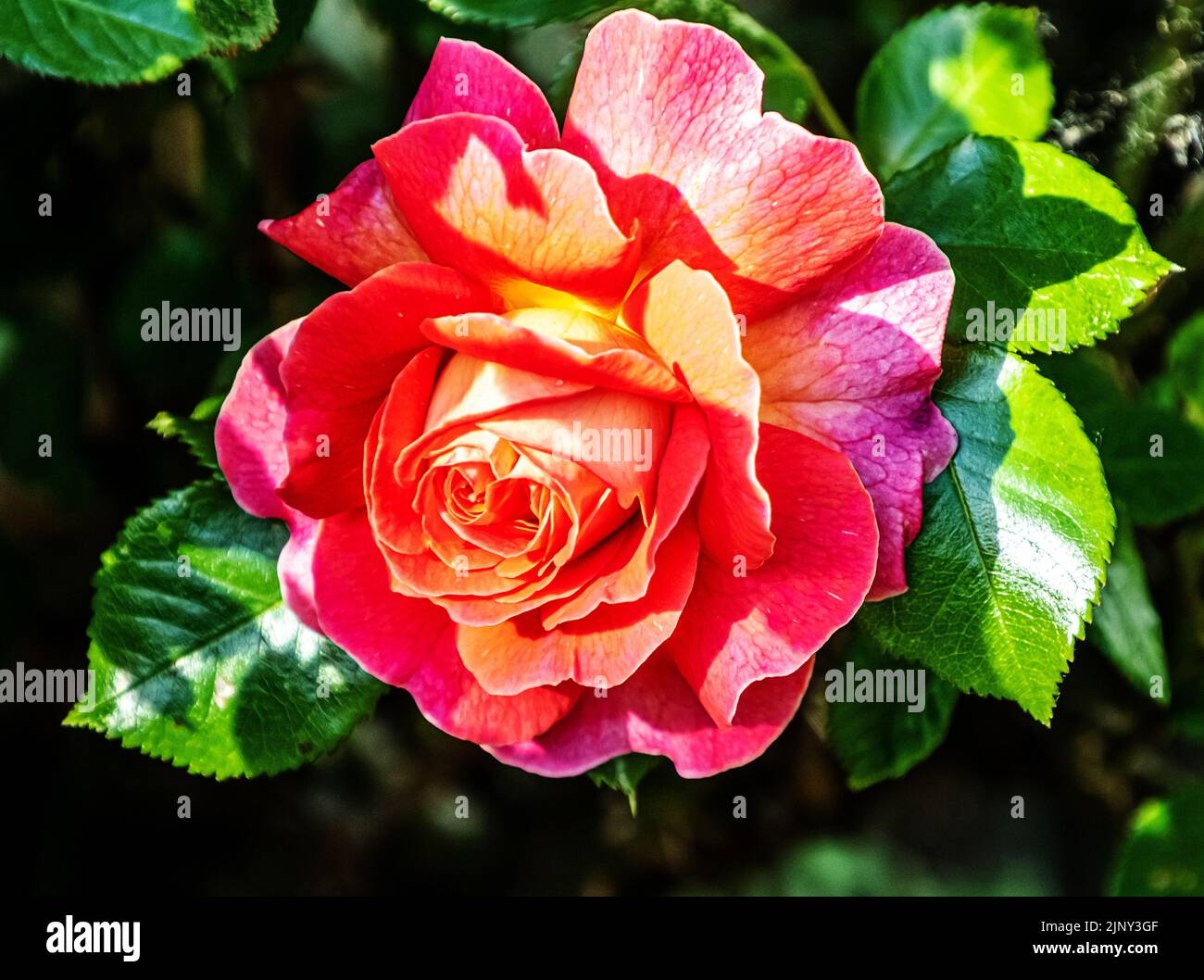 Rosa chinensis Jaca. China rose. Bengal rose. Stock Photo