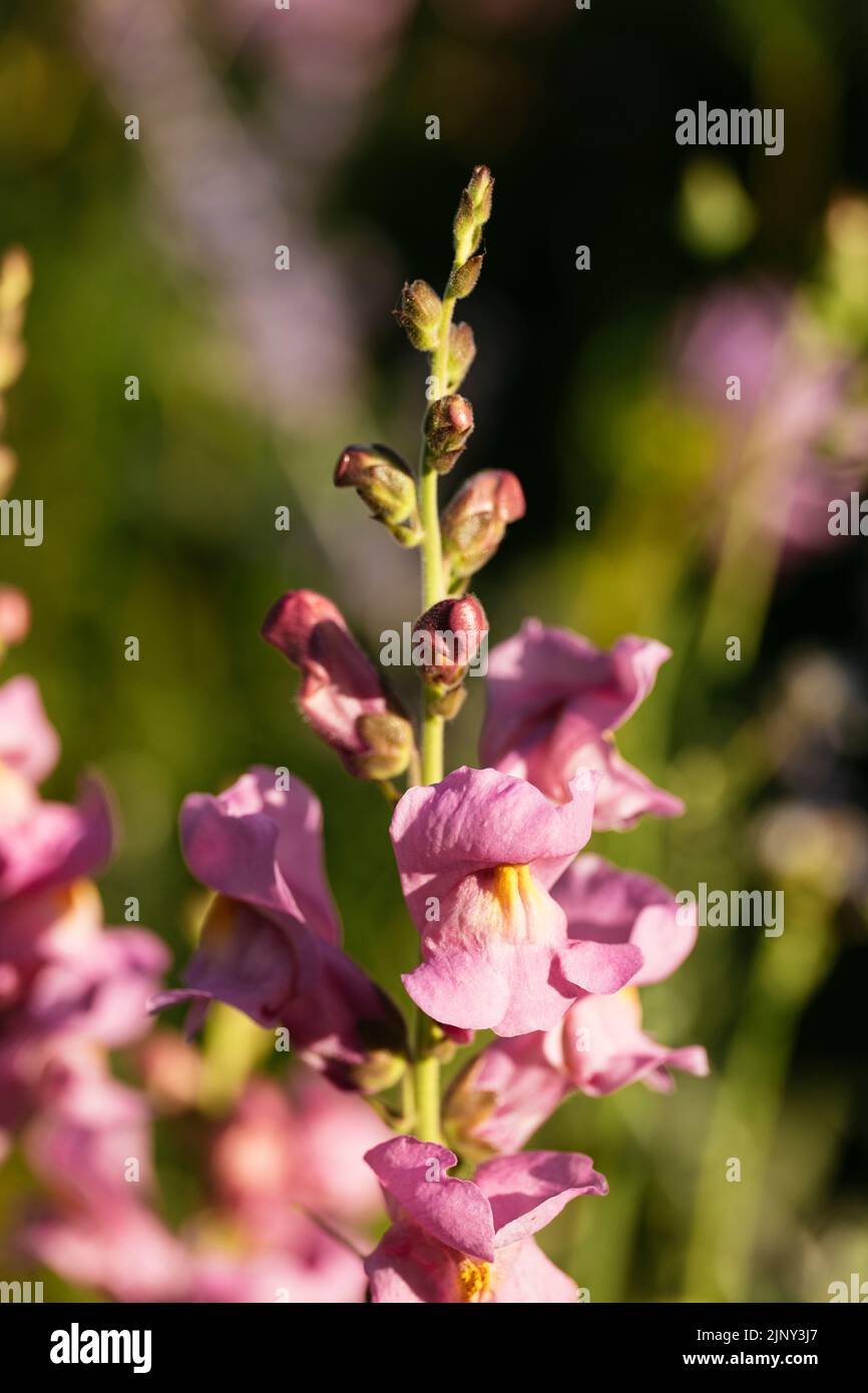 Rocket Orchid Snapdragon ( Antirrhinum majus) Stock Photo