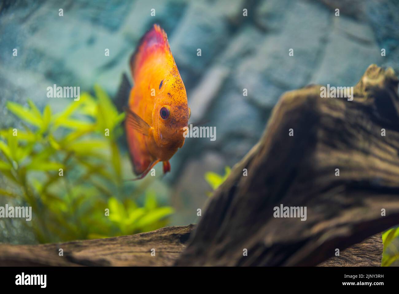 Close up view of red melon discus aquarium fish. Hobby concept. Sweden. Stock Photo