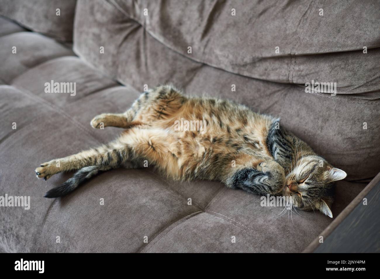 Funny sleeping cat on the couch at home Stock Photo Alamy