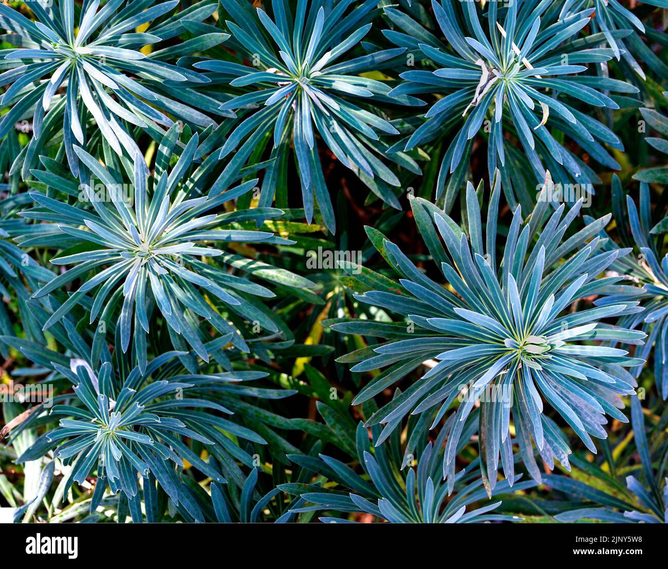 leaves of a shrub of Mediterranean spurge (Euphorbia characias) Stock Photo