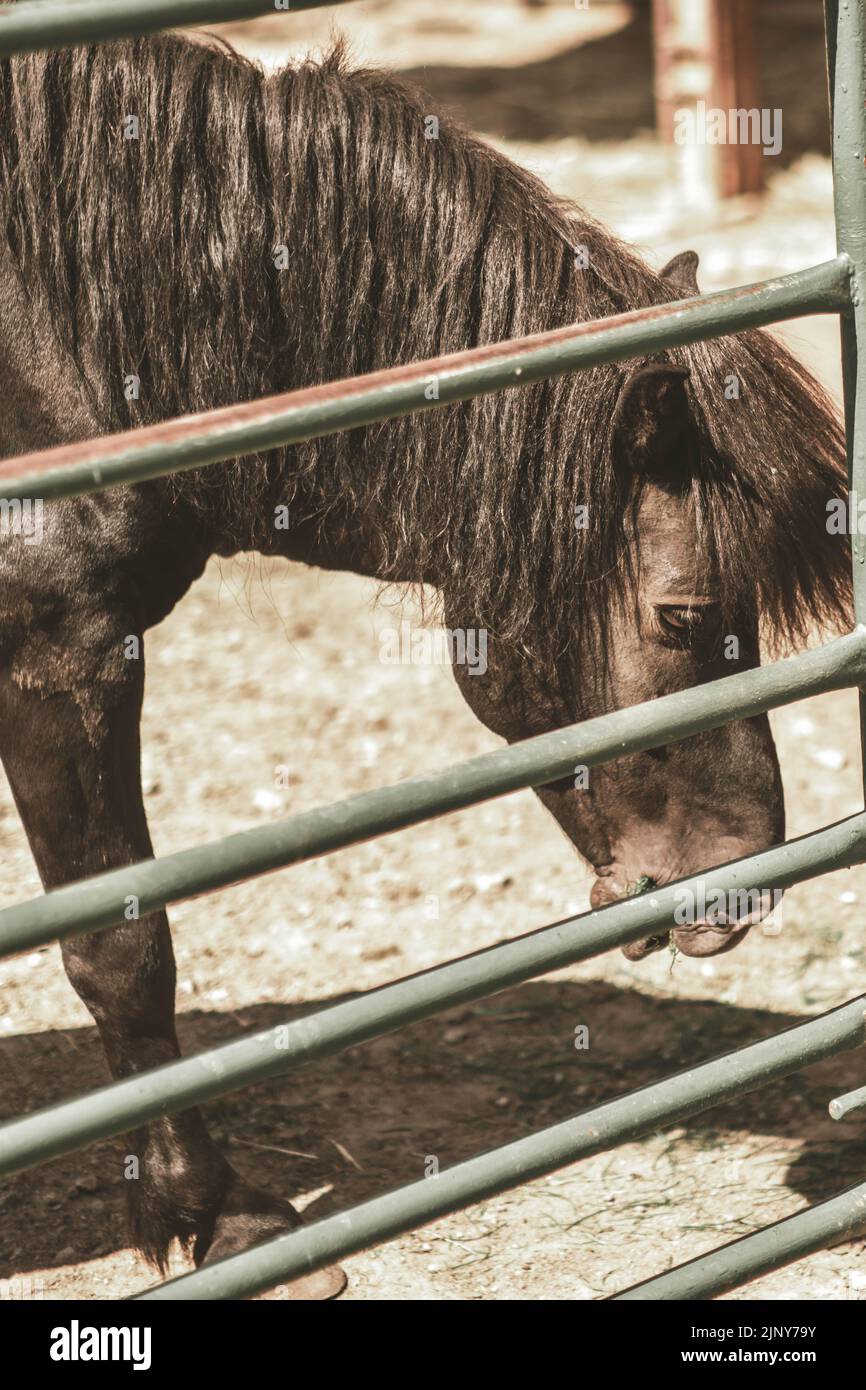 Horse portrait close up Stock Photo