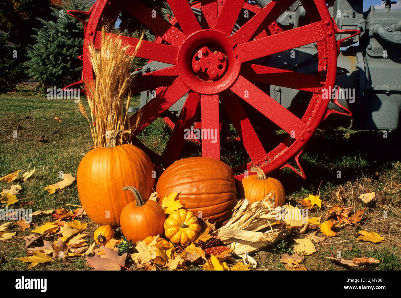 Autumn garden vintage old antique Fordson tractor wheel with pumpkins and gourds fall leaves farm, Millstone, New Jersey, USA US NJ 2004 scanned slide Stock Photo