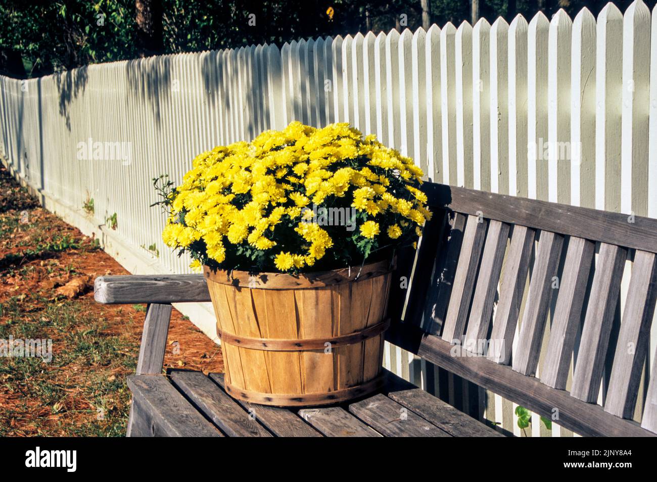 Autumn Yellow mums on a bench with a white picket fence, Freehold Township, New Jersey, NJ, US USA autumn picket fence Stock Photo