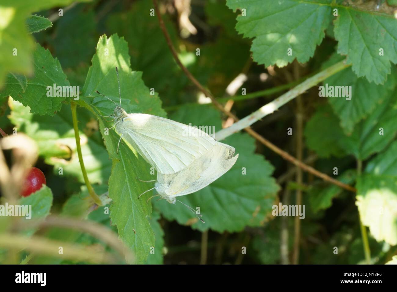 English butterflies hires stock photography and images Alamy