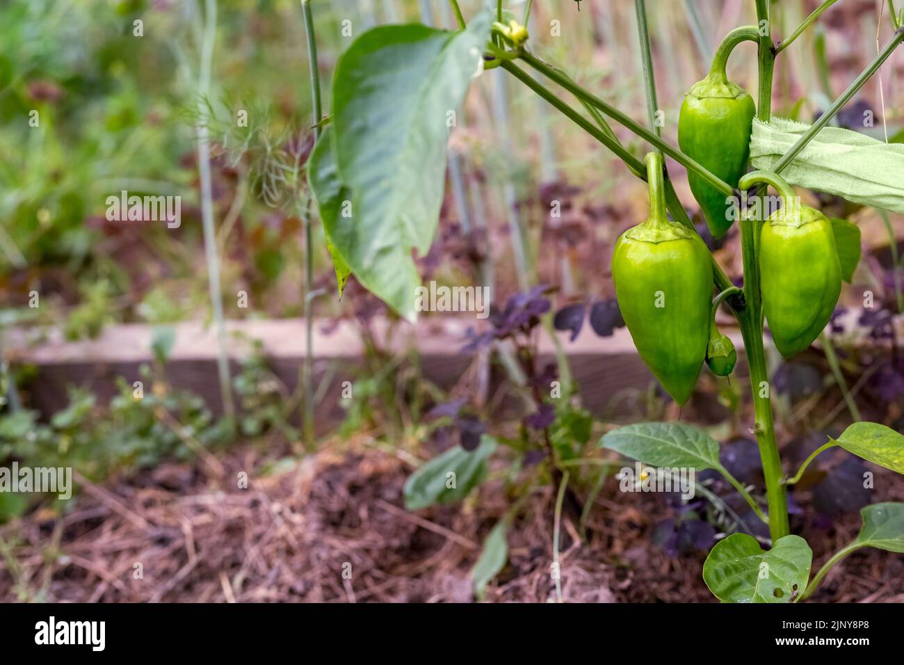 Green bell peppers ripen in the garden. The concept of harvesting, growing vegetables. Copy space Stock Photo