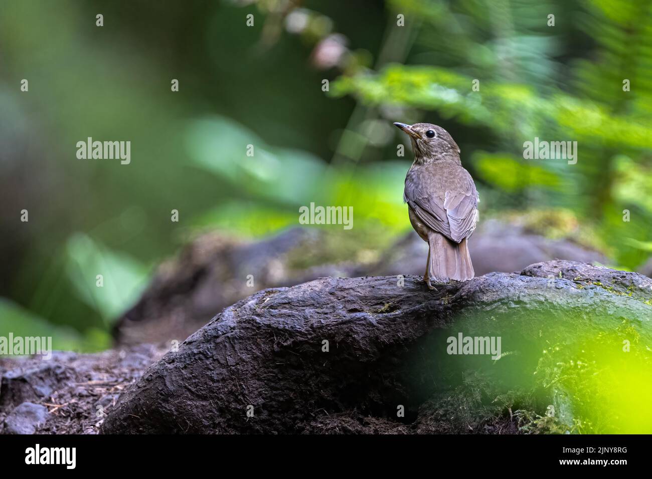 Perching Hermit Thrush (Catharus guttatus Stock Photo Alamy