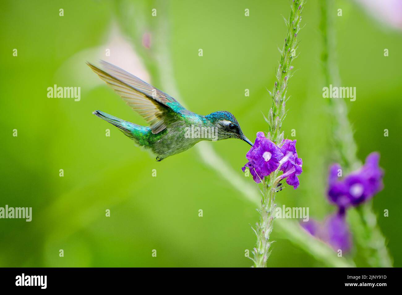 Violet-headed Hummingbird, Klais guimeti, feeding from a Jamaica Vervain flower in Costa Rica Stock Photo