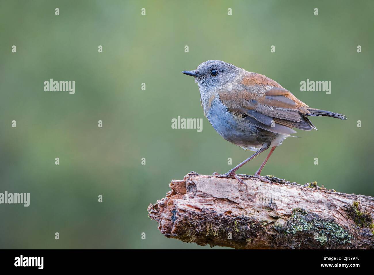 Black-billed nightingale-thrush, Catharus gracilirostris, majestically perched on a branch in Costa Rica Stock Photo