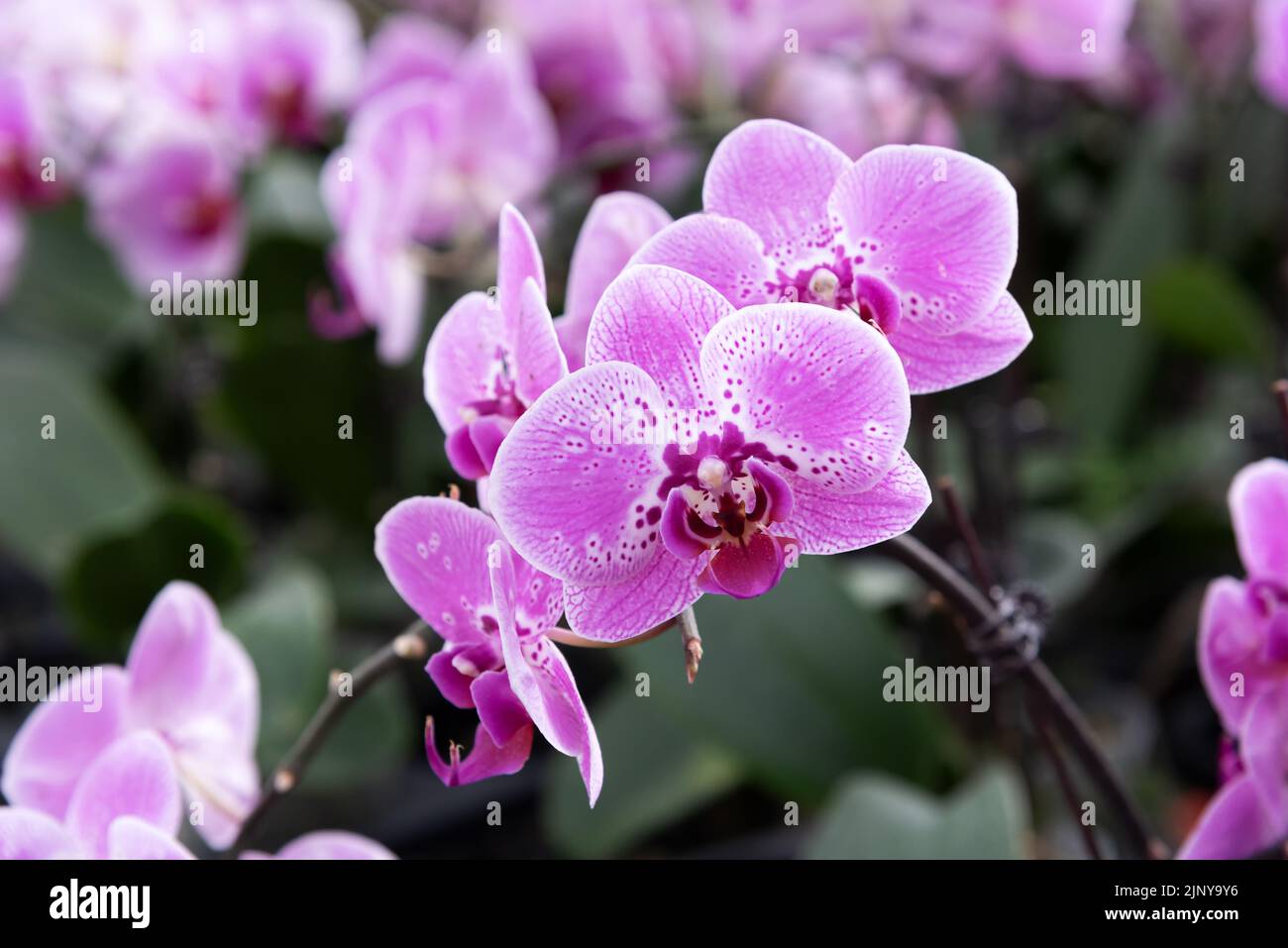 Purple moth orchid phalaenopsis blooming blossom background Stock Photo ...