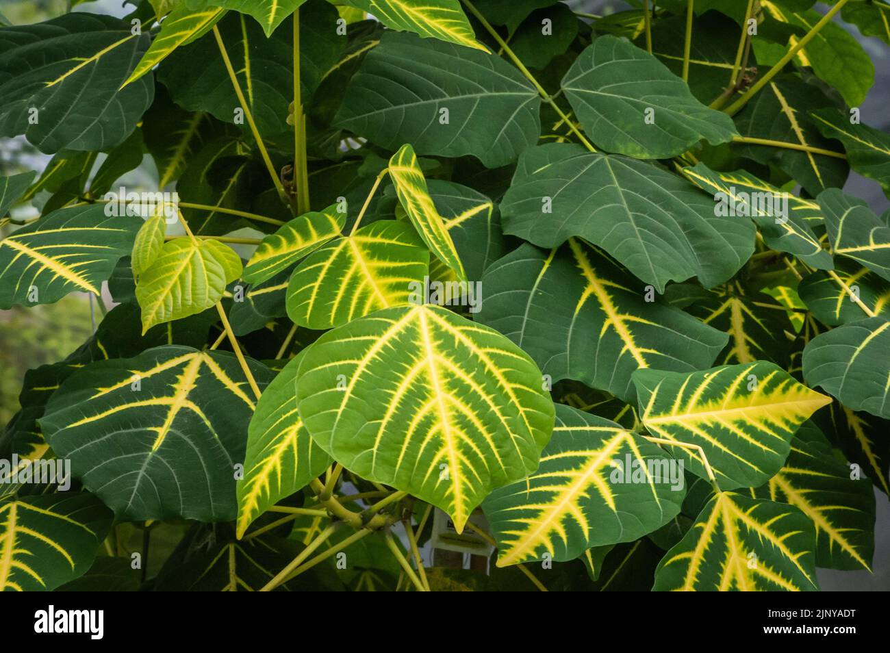 Erythrina variegata leaves. Indian coral tree - mountain ebony - tropical Asia - Indian Coral leaves Stock Photo