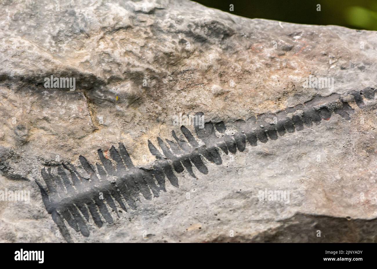 fossil, leaf of the neuropteridium voltzii - family of royal ferns - approx. 244 million years, Triassic. - Pusteria Valley, South Tyrol - northern It Stock Photo
