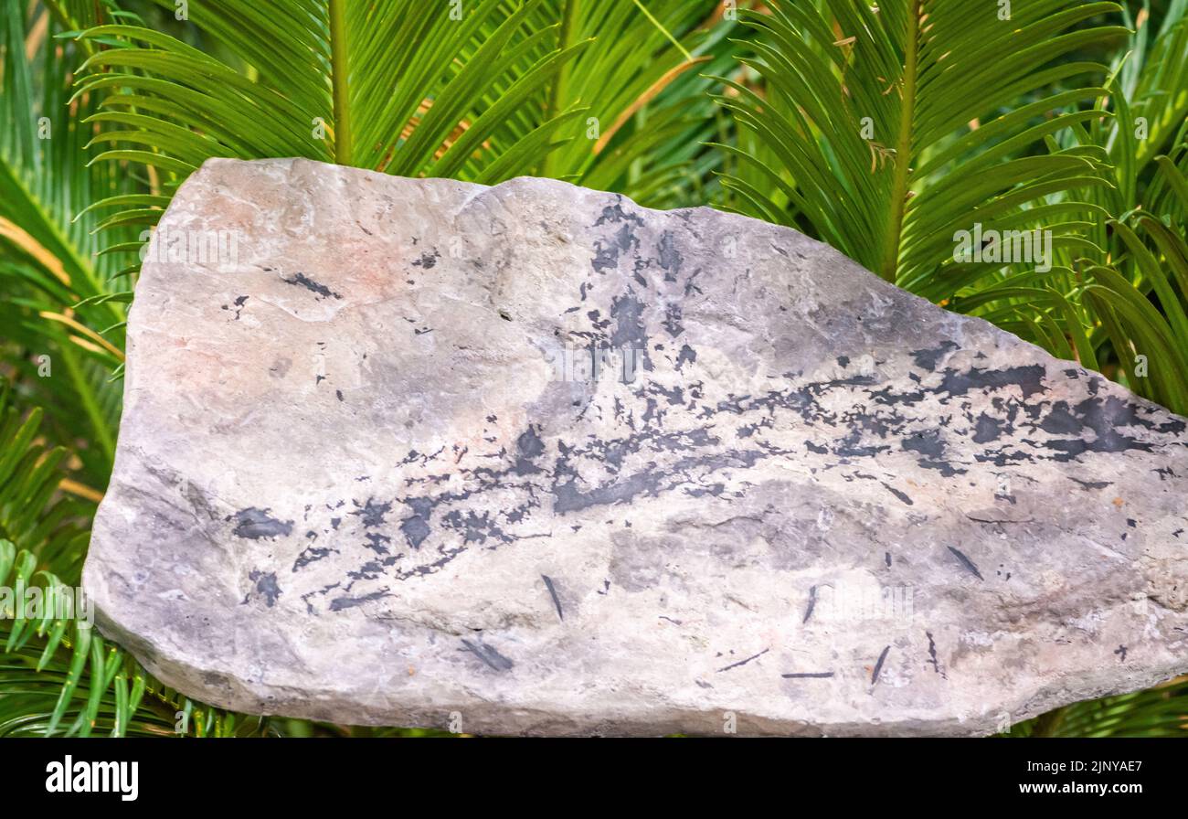 leaf of fossil fern. Lycopia dezanchei. approx. 244 million years, Triassic. - Pusteria Valley, South Tyrol - northern Italy Stock Photo