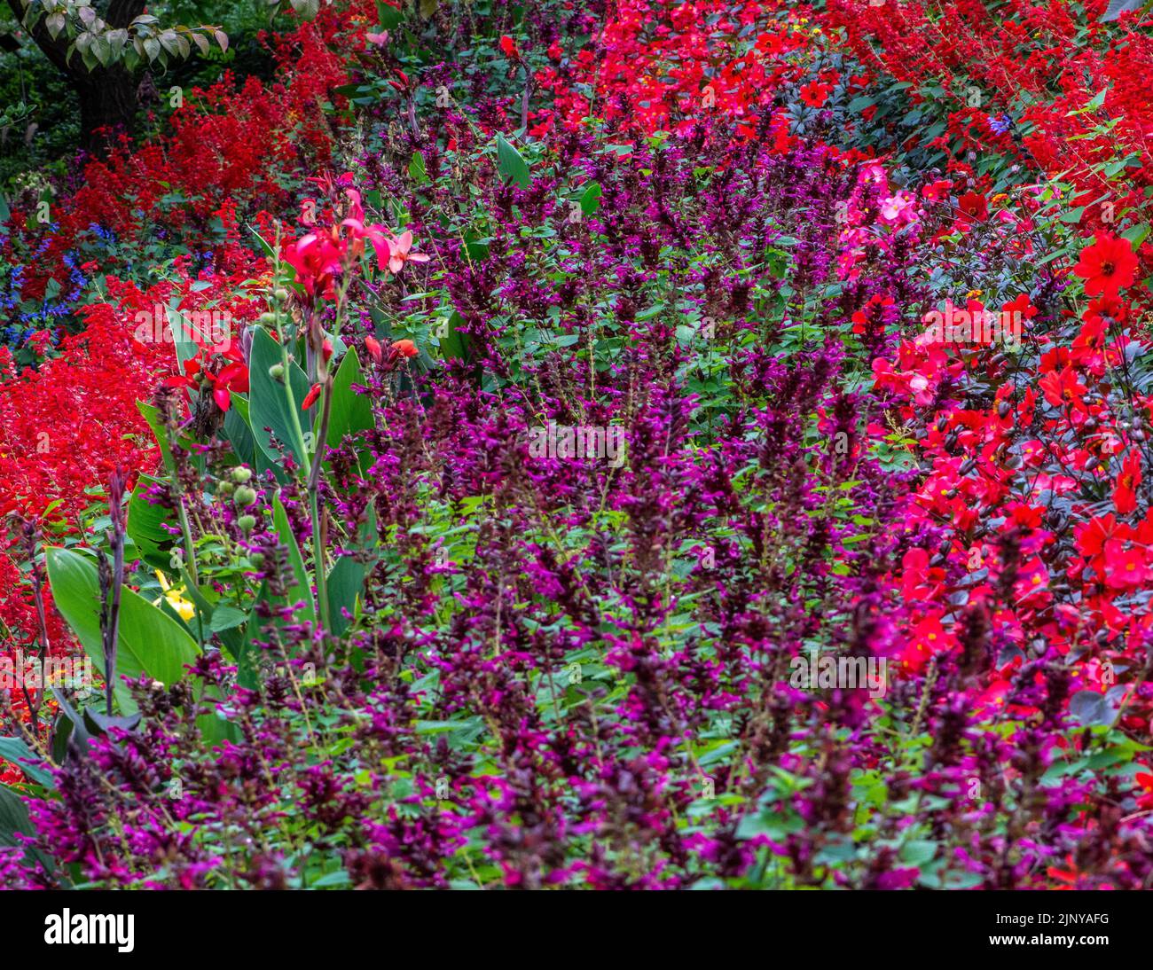 Flowering meadow gardens. Multicolor flowers in autumn. Multi-colored ...