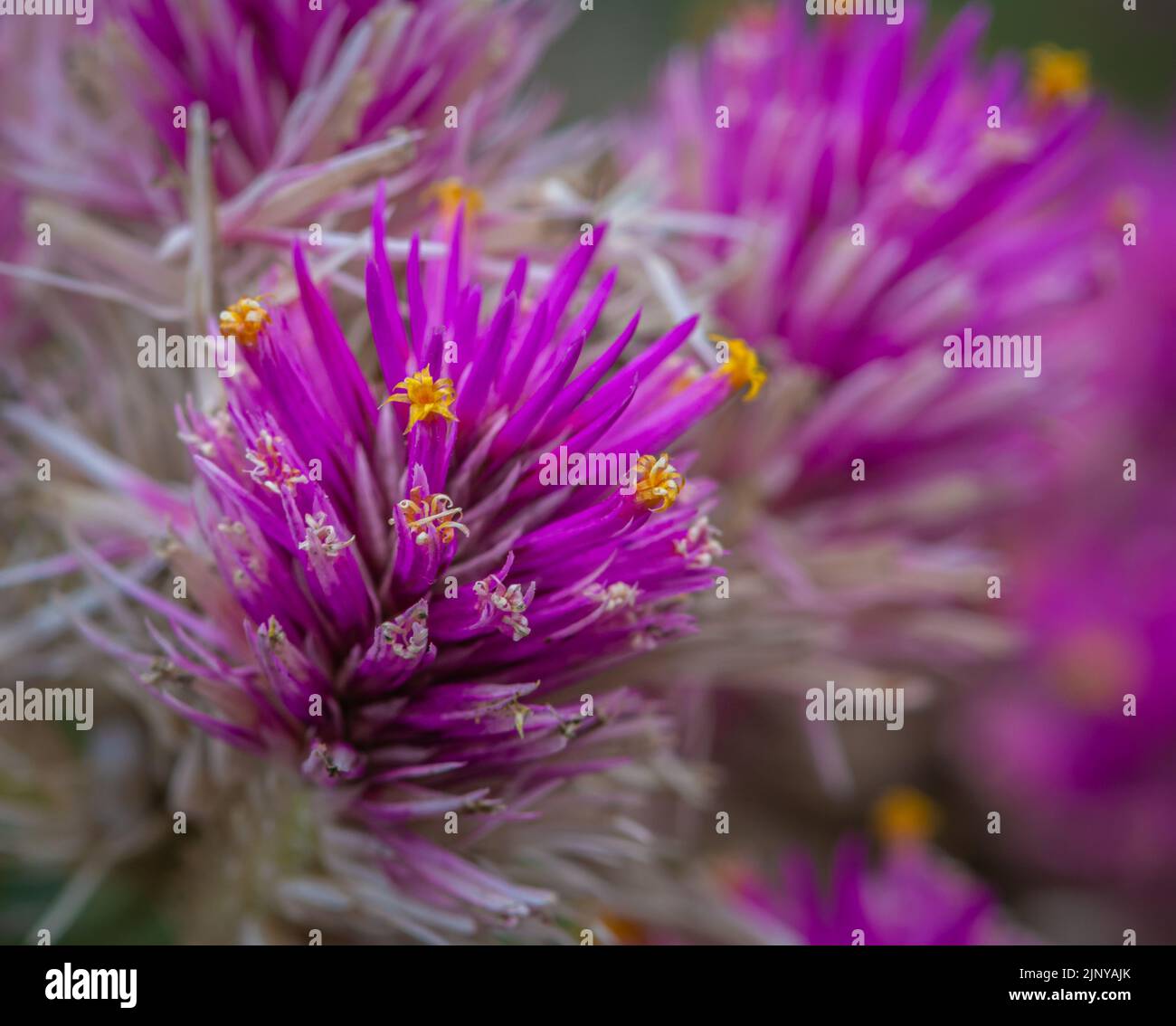 Gomphrena pulchella, bursting with two sparkling pink flower clusters. Stock Photo