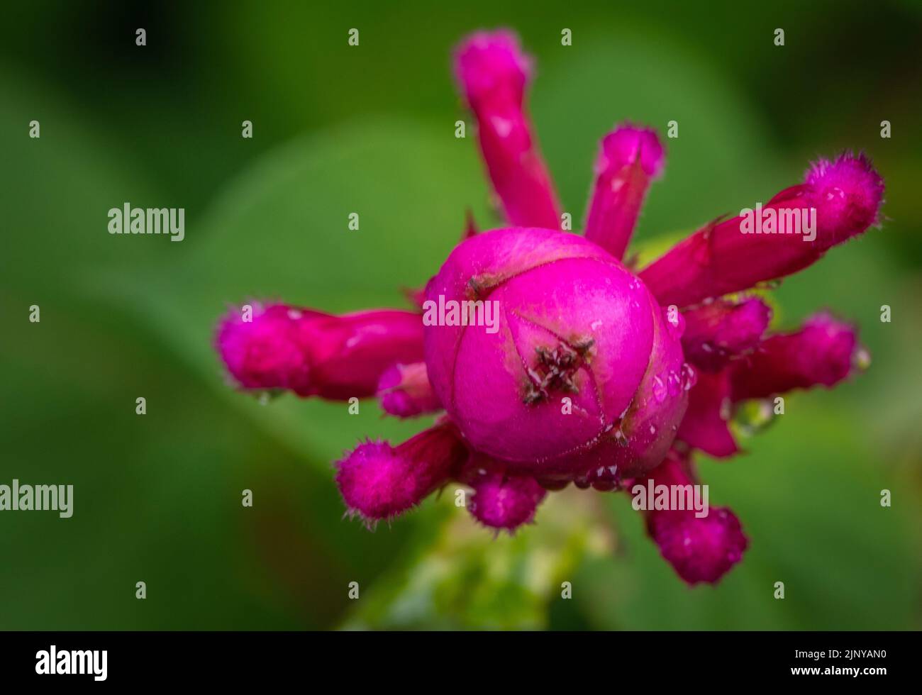 salvia involucrata boutin flower. Roseleaf sage, Pink flower. Selective focus. Rose Leaf Sage Stock Photo