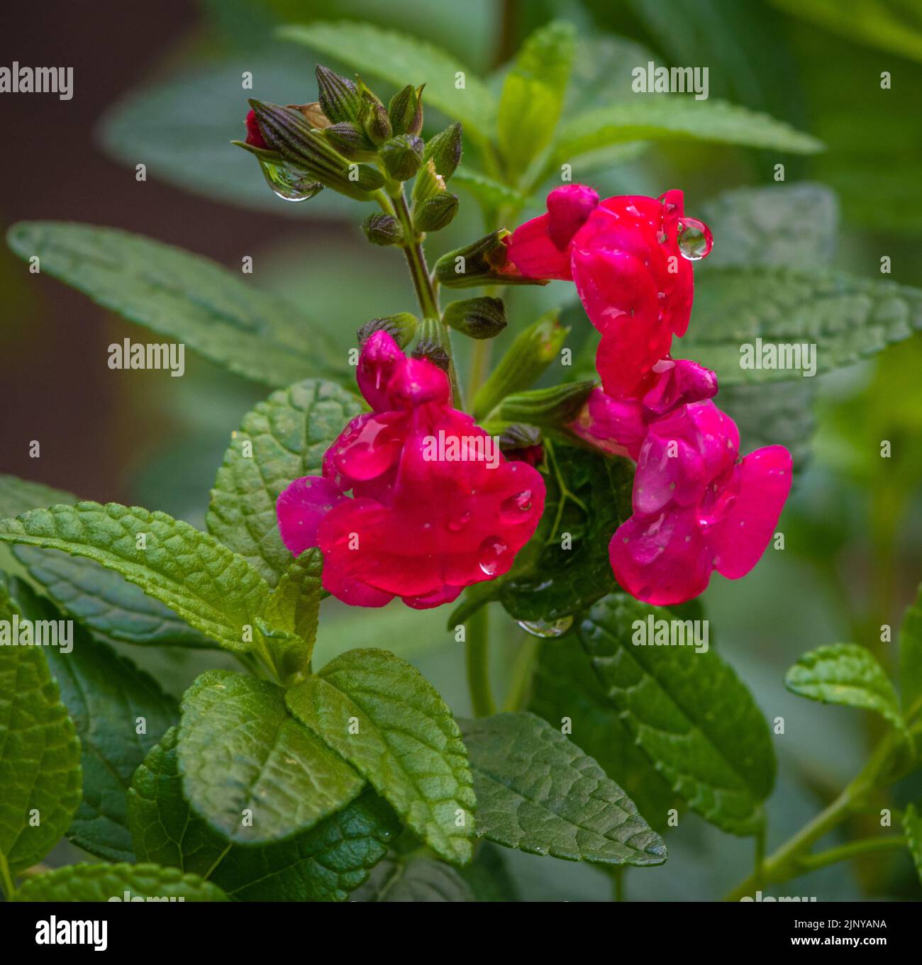 selective focus of baby sage, Graham's sage, or blackcurrant sage (Salvia microphylla) with blurred background. Close-up Stock Photo