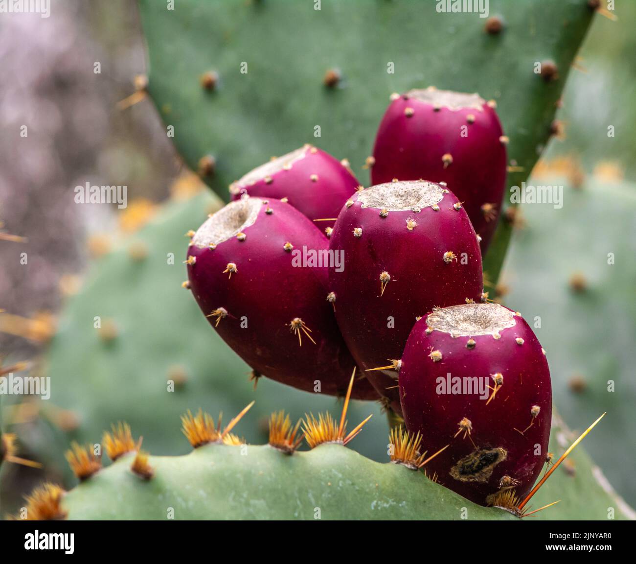Opuntia ficus-indica, cactus pear or prickly pear, with red fruits - selective focus Stock Photo