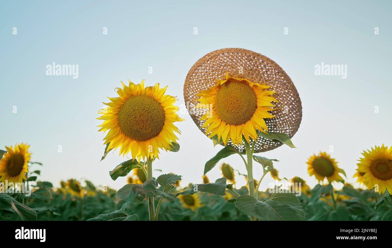 Beautiful sunflower in straw hat. Agriculture, harvest concept. Ukraine