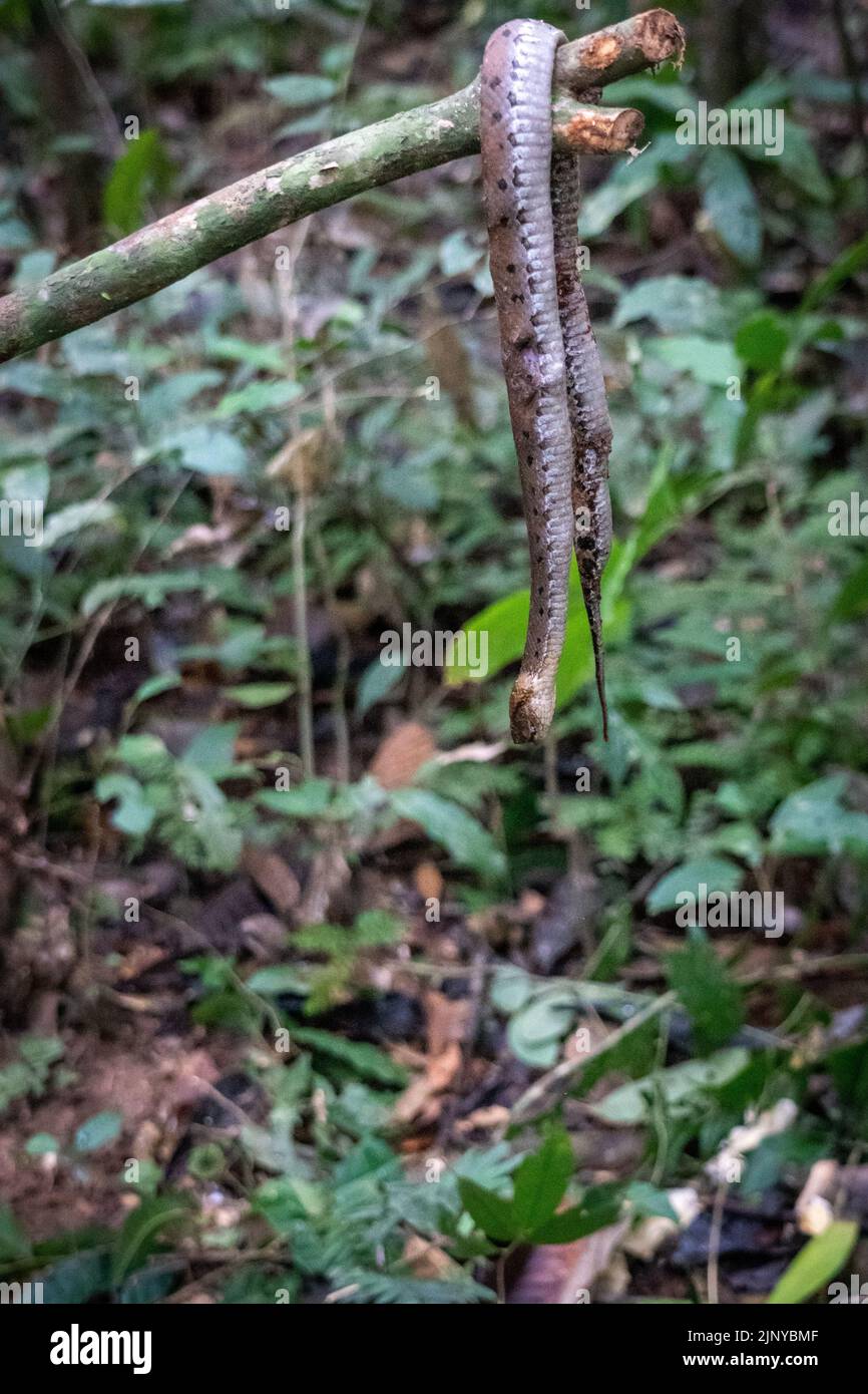The Bushmaster snake (Lachesis muta) in the Peruvian Amazon is one of the largest and most lethal in the rainforest Stock Photo
