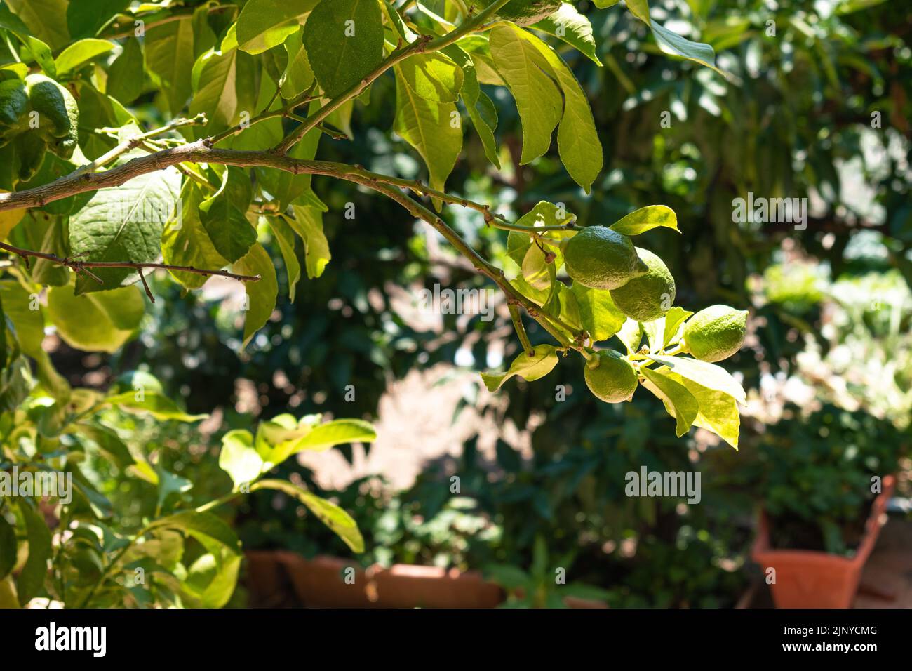 tree branch with green lemons Stock Photo Alamy