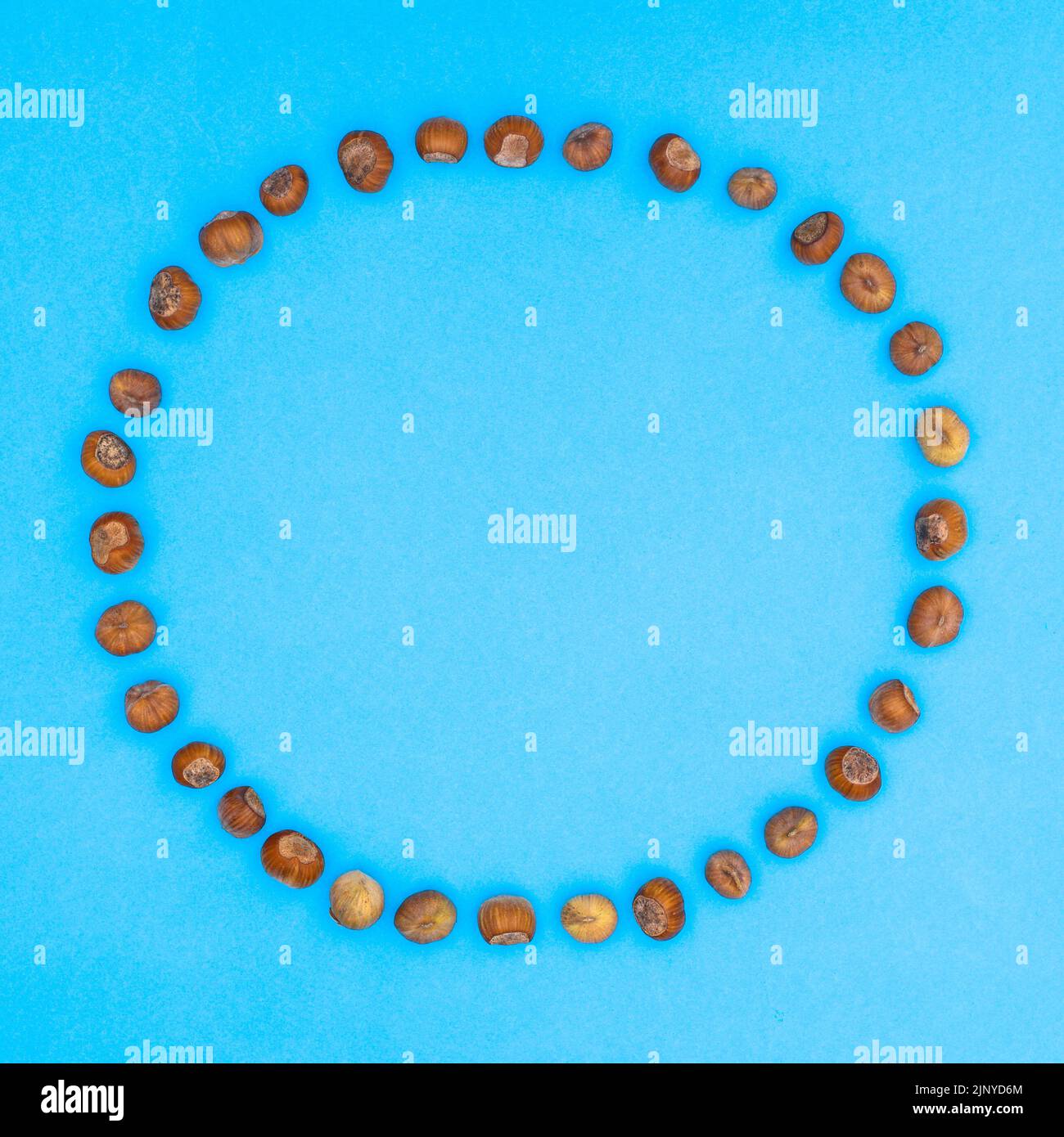 Hazelnuts circle copy space frame on vibrant blue background. Creative flat lay autumn concept Stock Photo