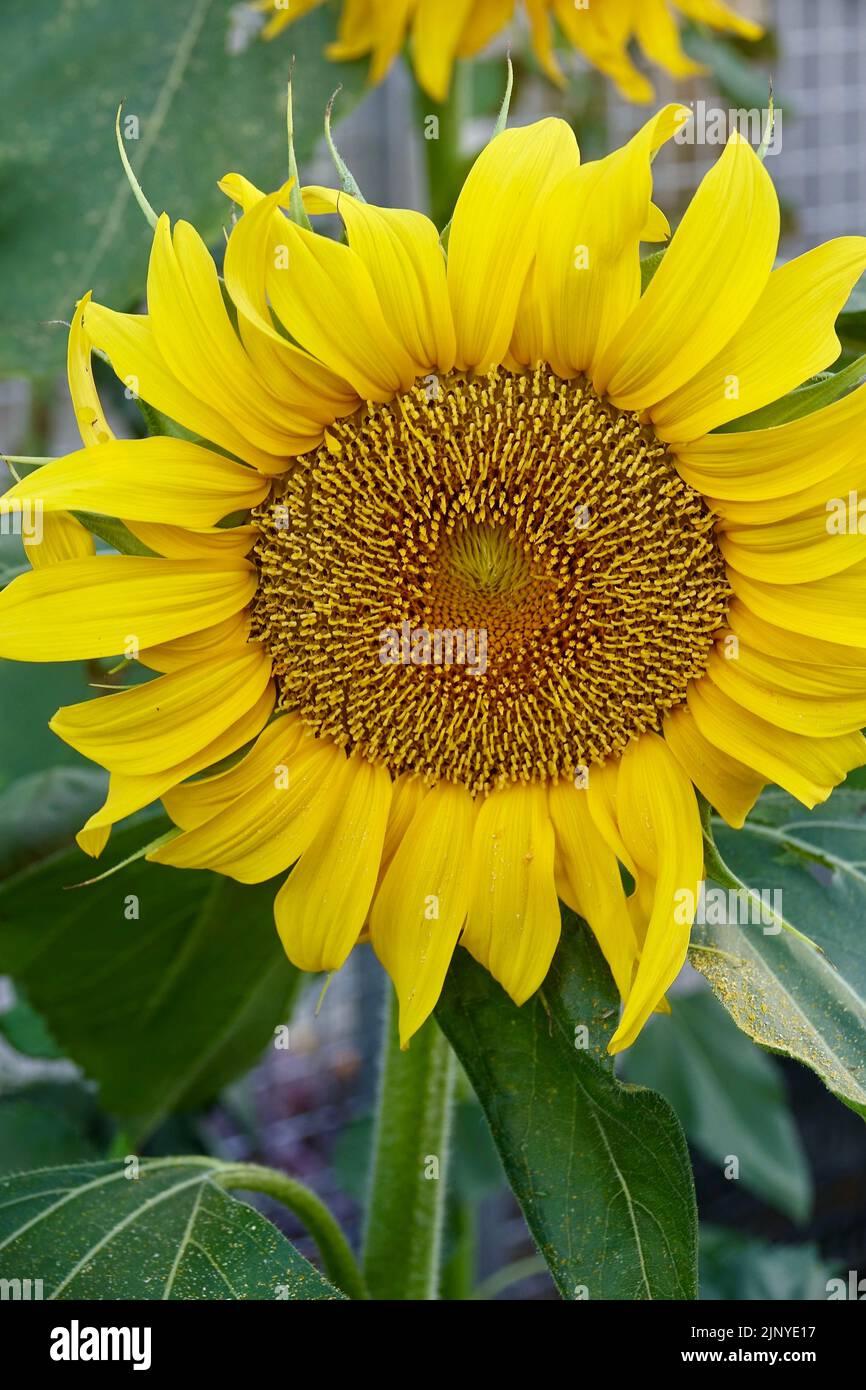 giant sunflower growing in the community garden Stock Photo Alamy