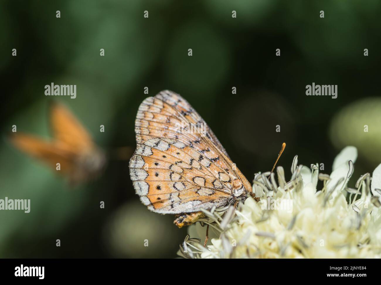 Feeding Marsh Fritillary (Euphydryas aurinia) Stock Photo