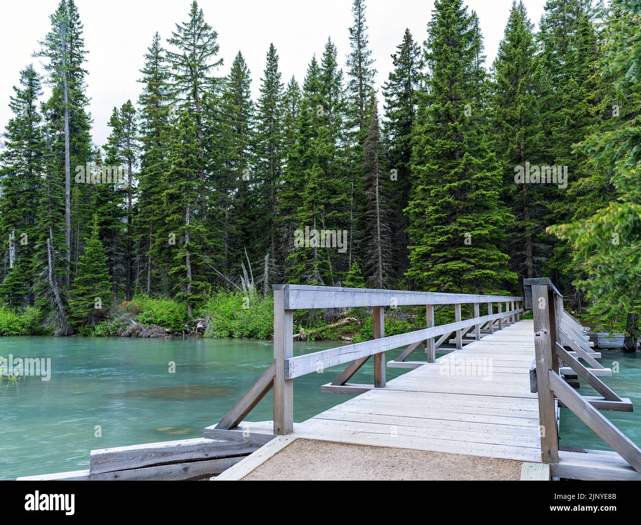 Foot bridge in the middle of a lush green forest in Montana Stock Photo
