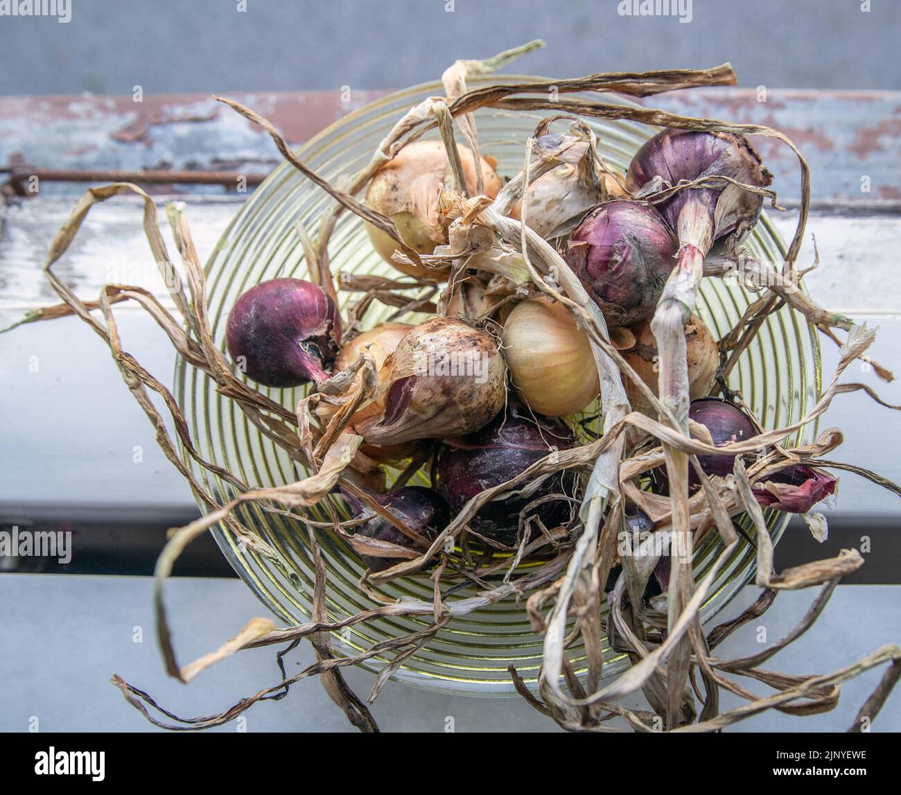 Red and yellow onions to dry in a window sill. Stock Photo