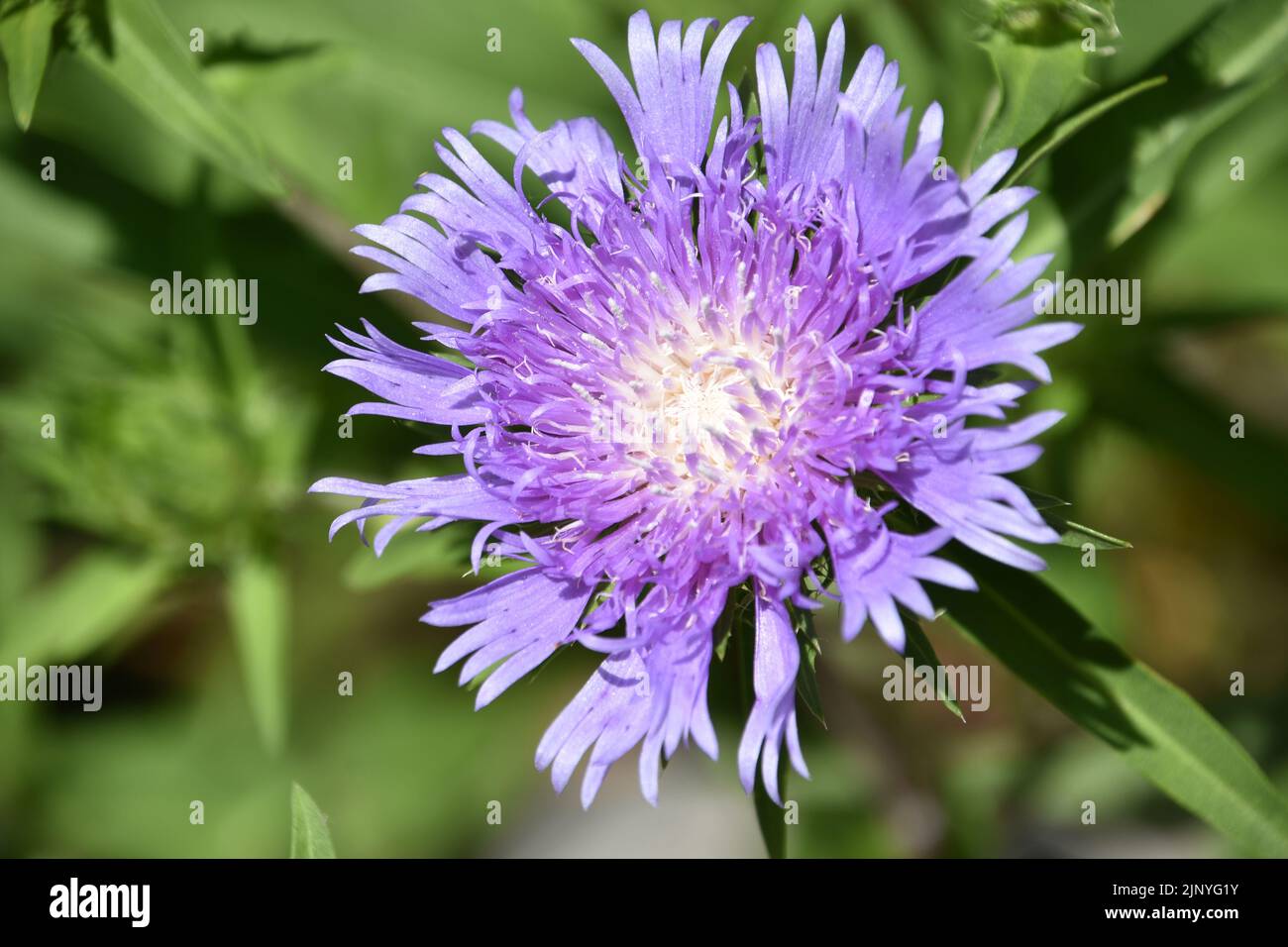 Pretty ruffled purple pincushion flower blossom in a garden in the ...