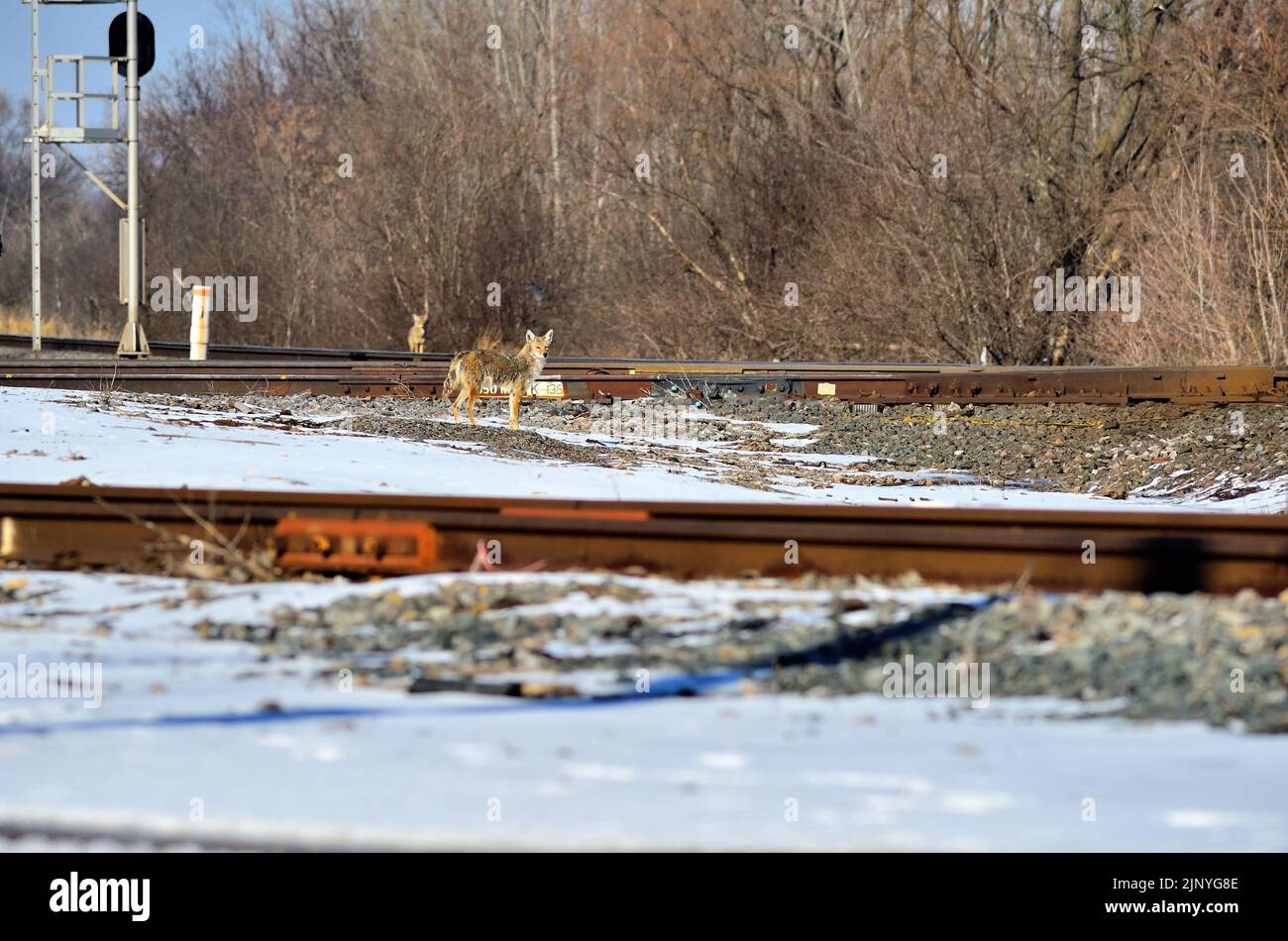 Bartlett, Illinois, USA. Wolves (Canis lupus) appear to be looking to see if a train is coming as they move to cross a series of railroad tracks. Stock Photo