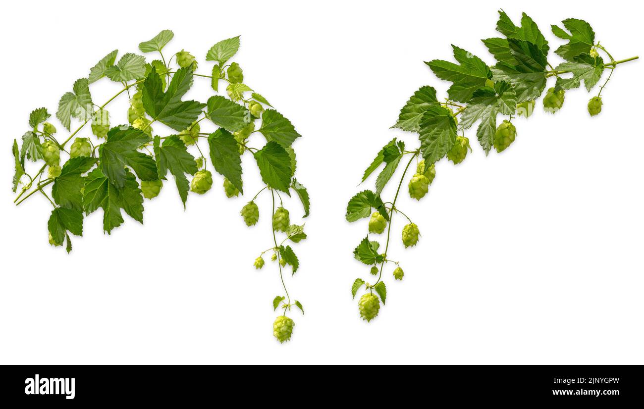 Hop with cones isolated on white background with shadows, set of two creeper for your frame decoration. Stock Photo