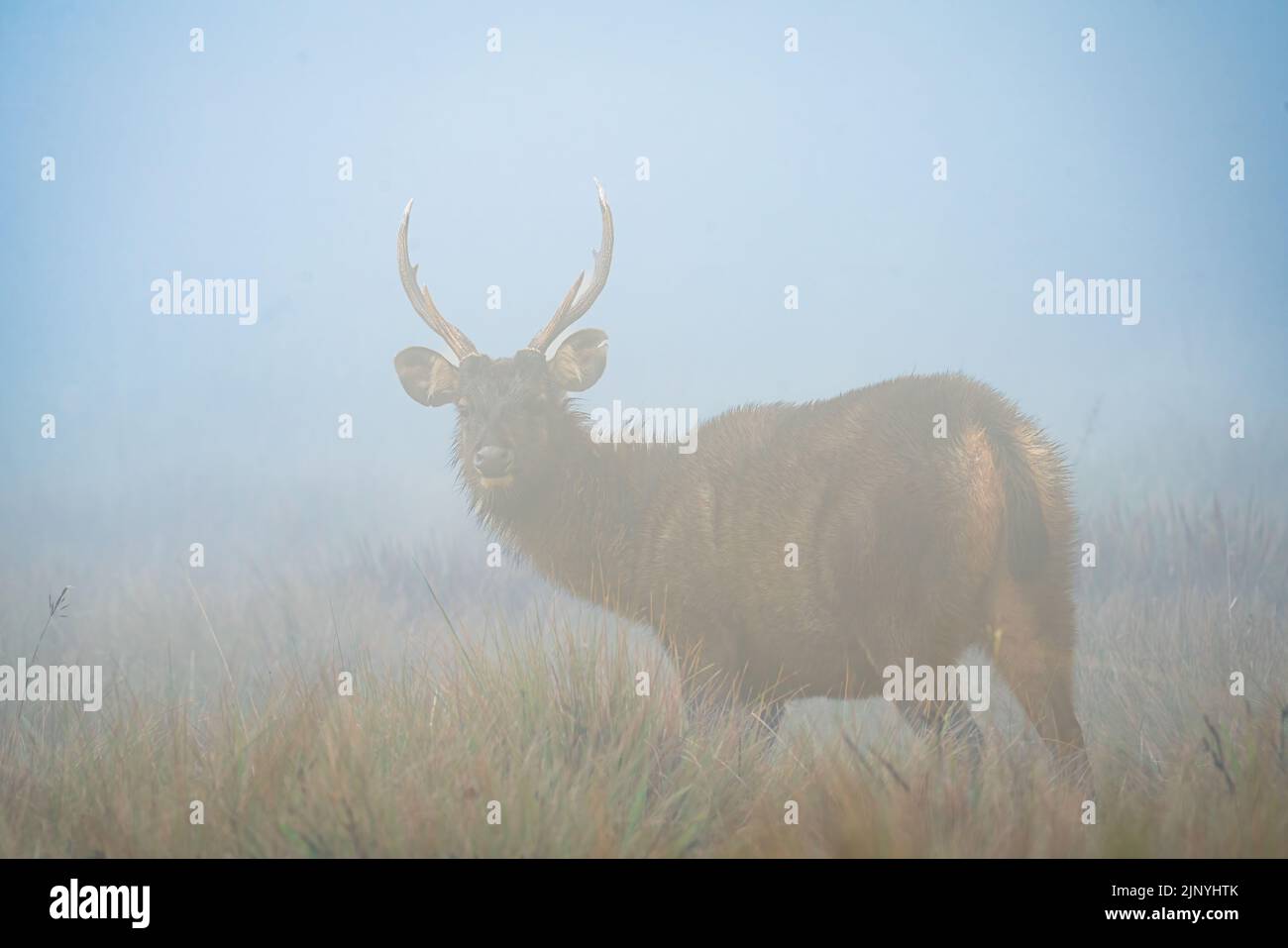 Wild Sambar in the mists of Horton Plains Sri Lanka. Ever alert to the possibility a leopard is near. The mists make it hard to spot the threat. Stock Photo