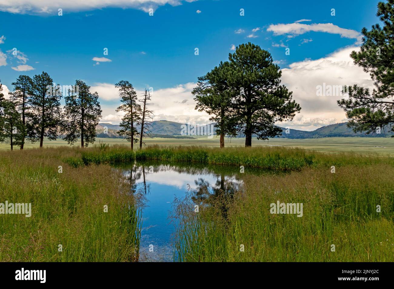 Small Pond In The Valles Caldera National Preserve In New Mexico Stock Photo