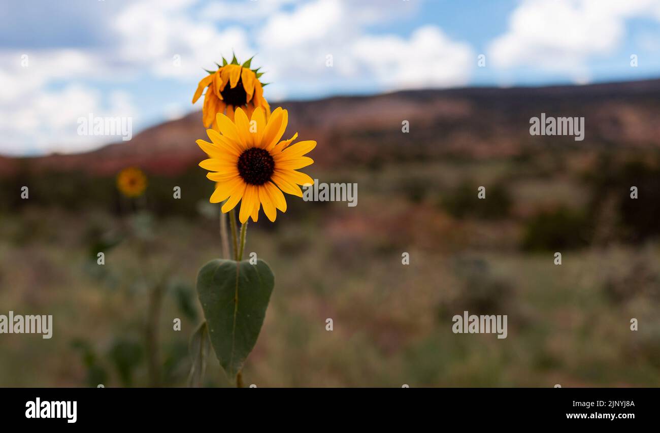 Sunflowers In New Mexico Red Rock Country Stock Photo
