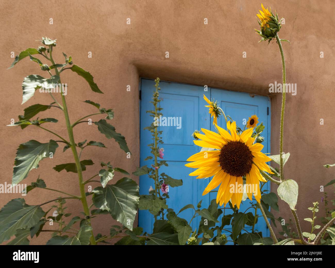 Sun Flowers & Blue Door In Taos New Mexico Stock Photo
