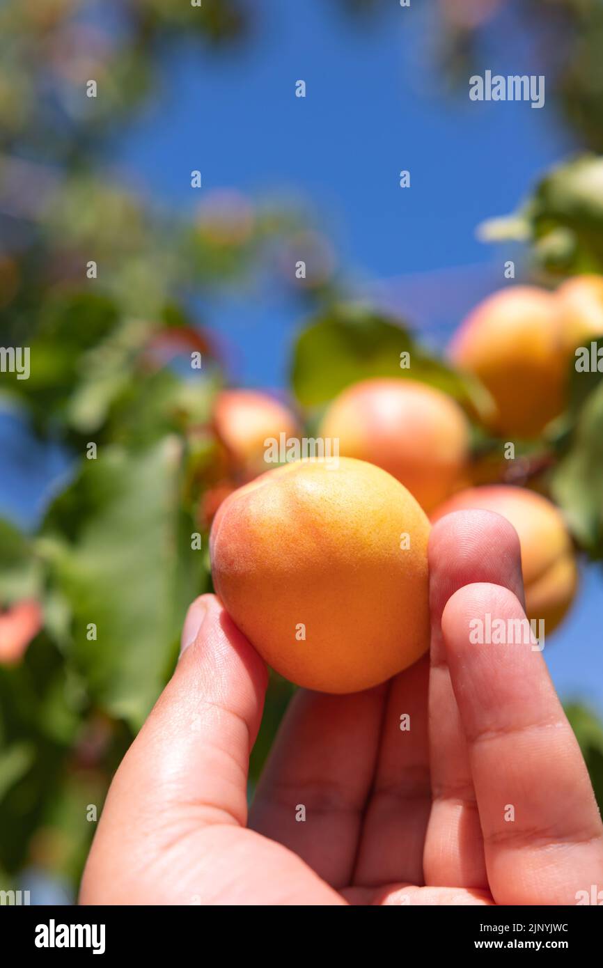 Apricot harvesting. Man holding an apricot in focus. Organic raw fruits farming. Stock Photo