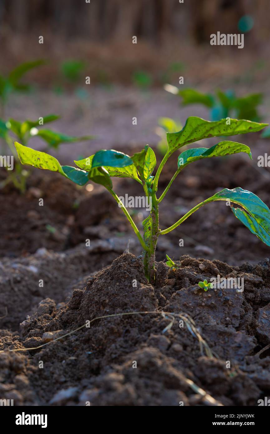 Little plants in the garden. Gardening or farming or agriculture concept vertical photo. Stock Photo