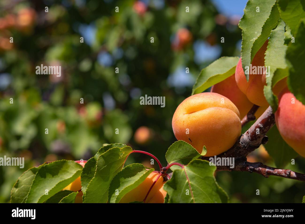 Apricot. An apricot on the branch in focus. Summer fruits. Organic raw fruits. Stock Photo