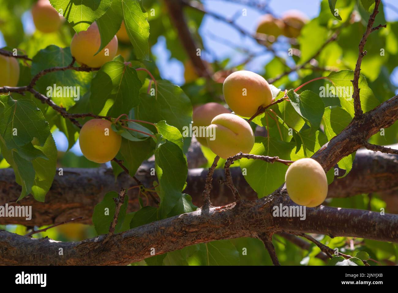 Vegan foods concept. Apricots on the tree. Summer fruits production. Apricot production in Malatya Turkey Stock Photo