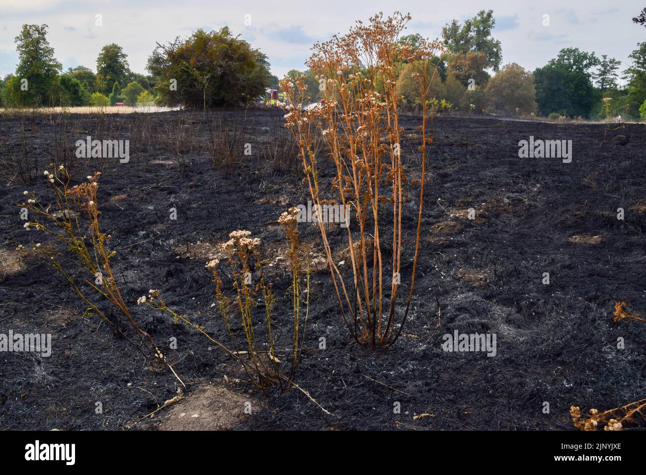 London, UK. 14th August 2022. The aftermath of a grass fire in Enfield