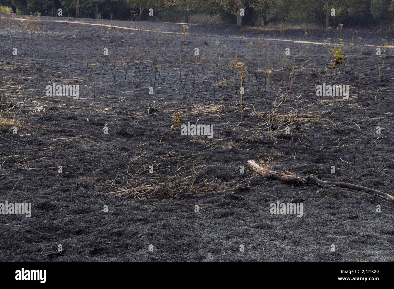 London, UK. 14th August 2022. The aftermath of a grass fire in Enfield