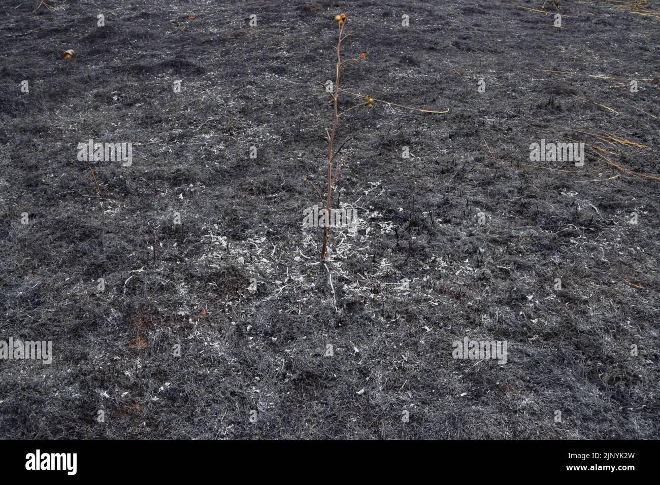 London, UK. 14th August 2022. The aftermath of a grass fire in Enfield