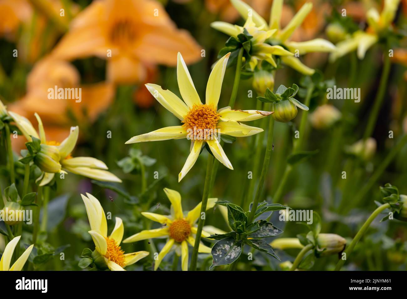 Yellow Dahlia Flowers closeup, star shaped with eight petals. Stock Photo