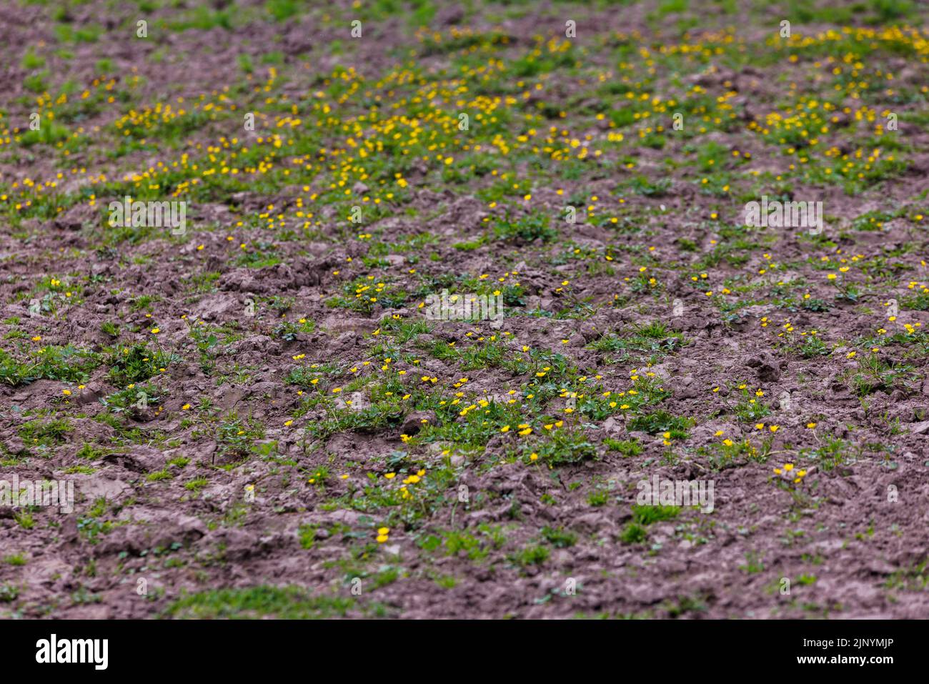 Buttercups, Ranunculus acris, in spring cattle paddock Stock Photo Alamy