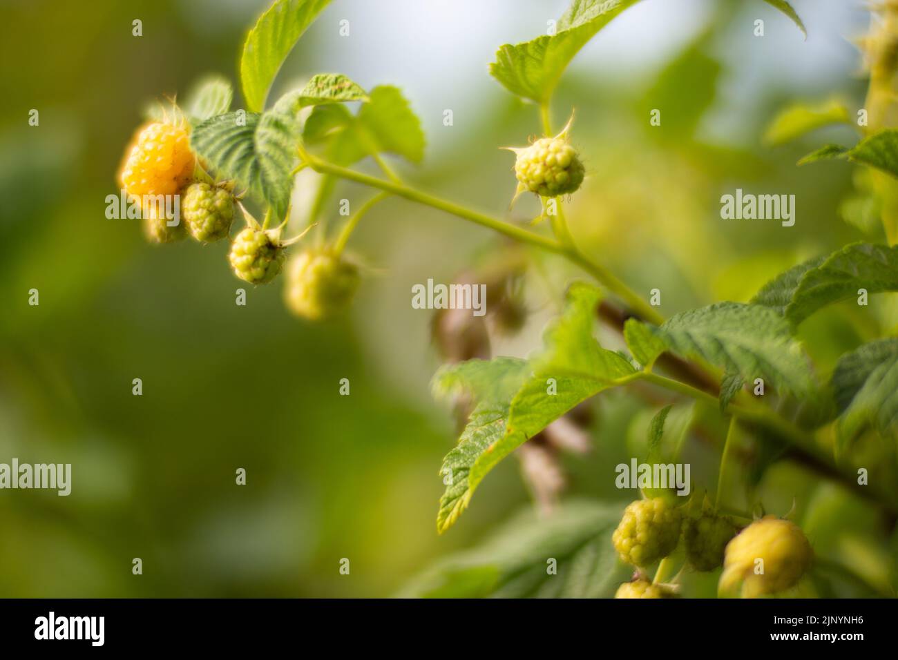 Garden fruit raspberry bushes. Beautiful natural countryside landscape ...