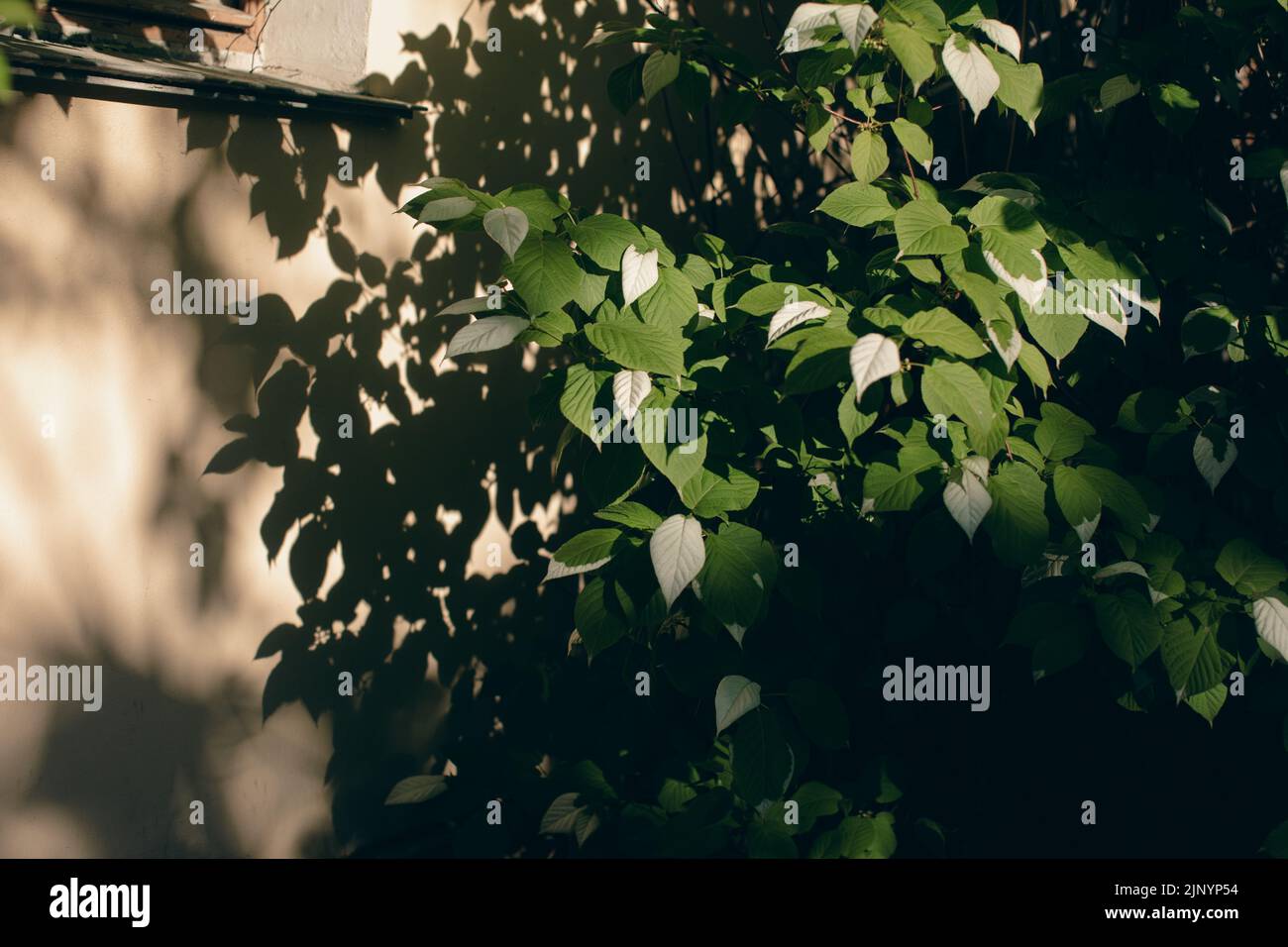 Shadows from trees on a plastered wall Stock Photo